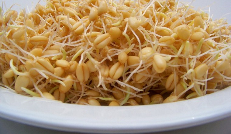 салат с ростками пшеницы рецепт с фото