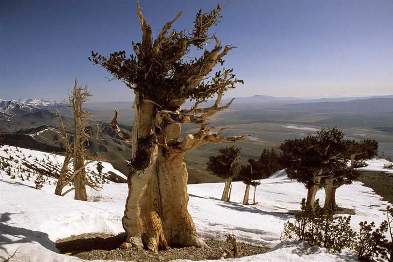 самые старые деревья в мире фото