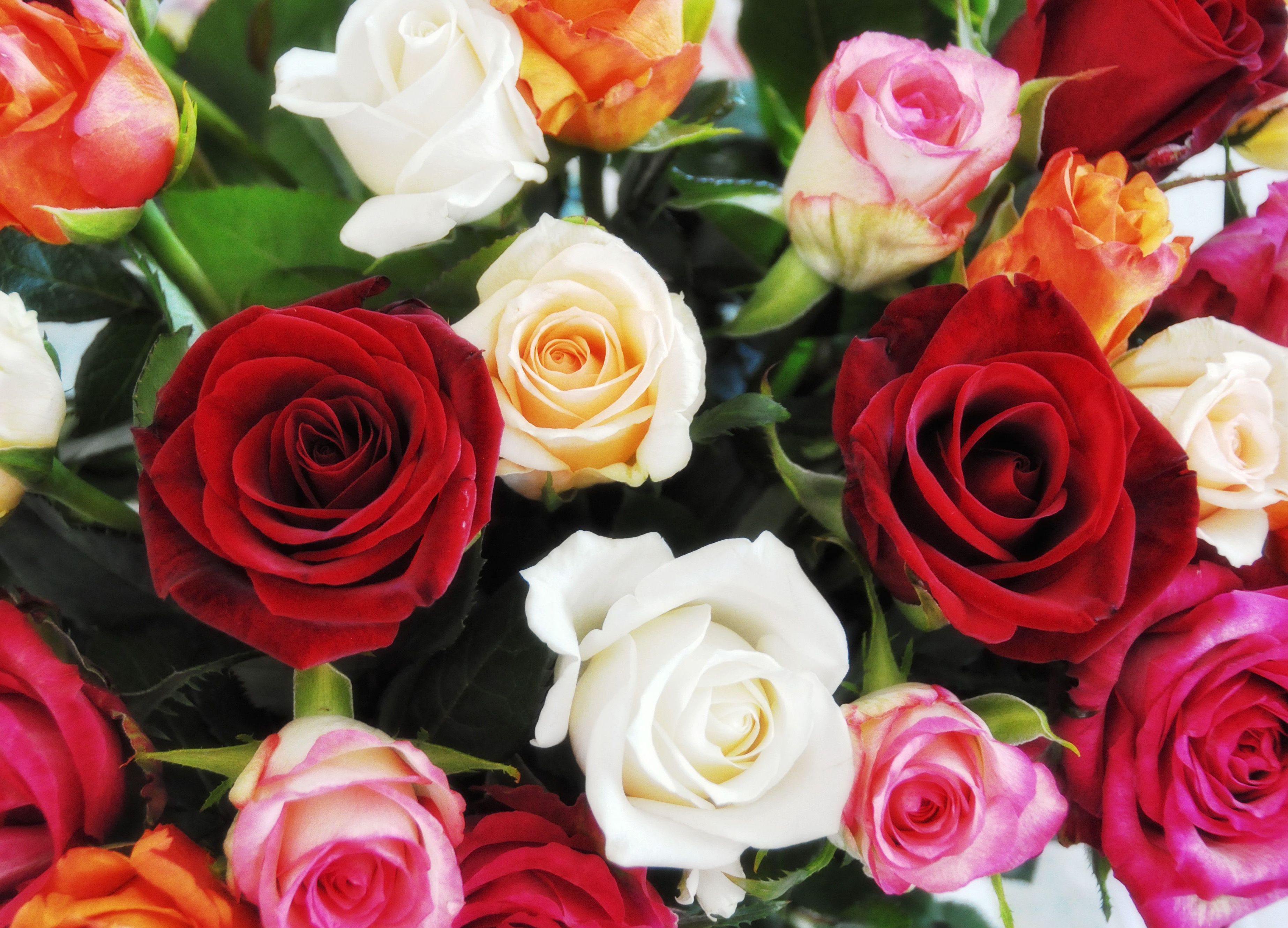 розы фото букеты красивые для женщины