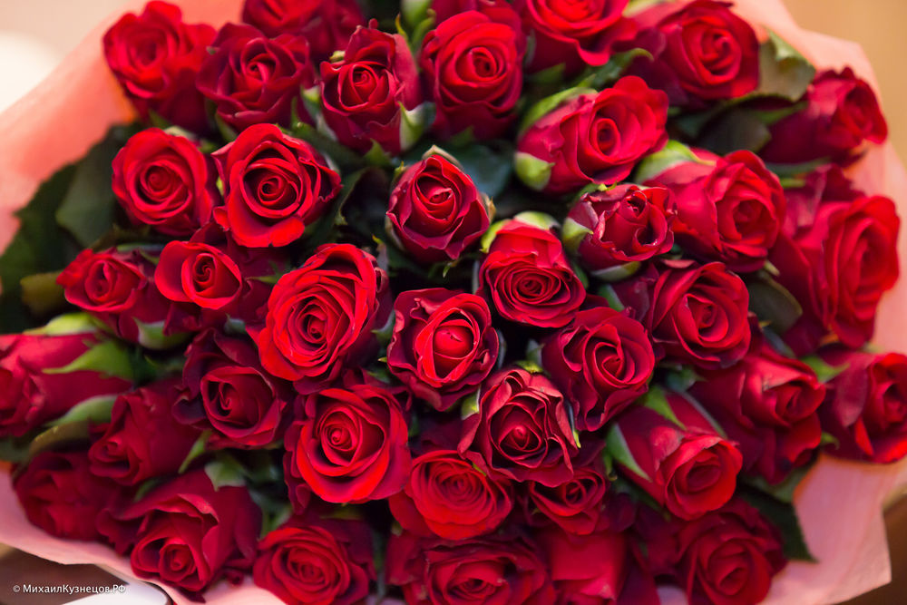 розы фото огромные яркие букеты