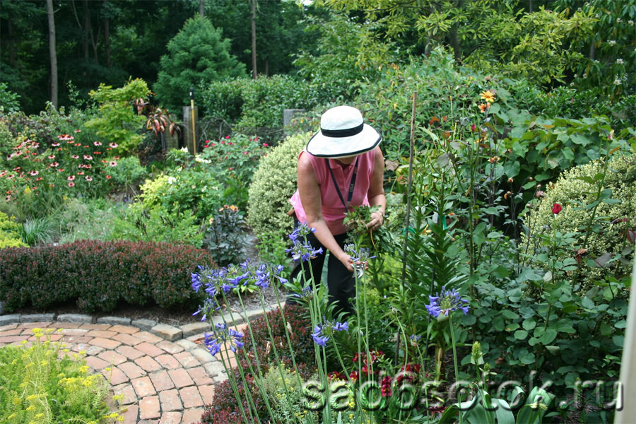 сад огород цветник фото