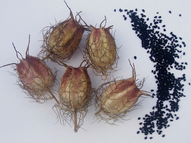 семена чернушки фото