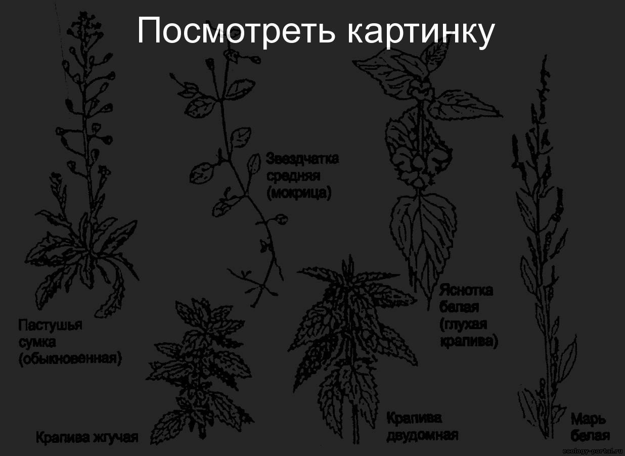 растения виды фото