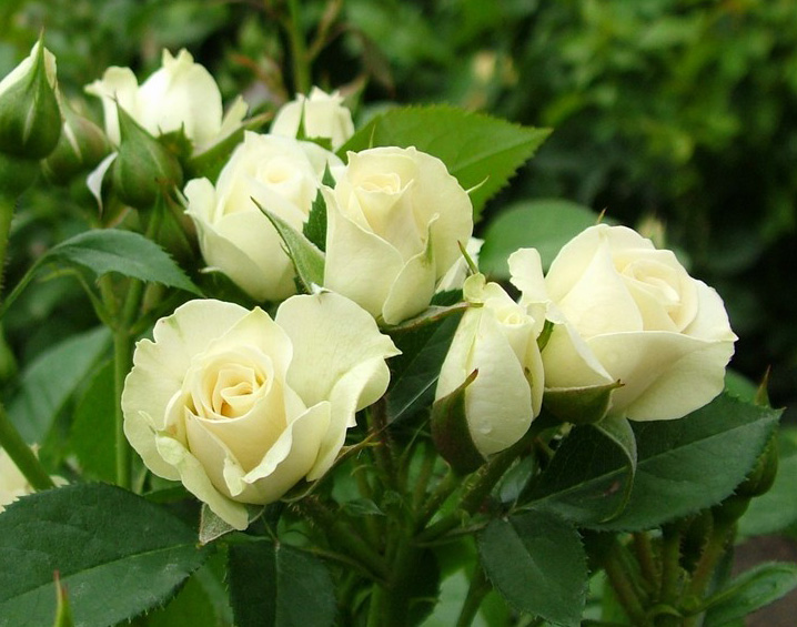 роза эвелин спрей описание и фото