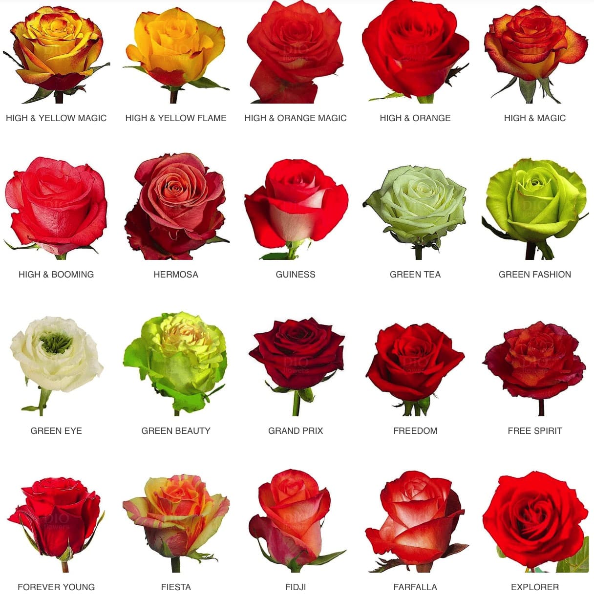 роза эквадор сорта фото