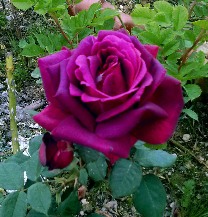 роза юрианда фото