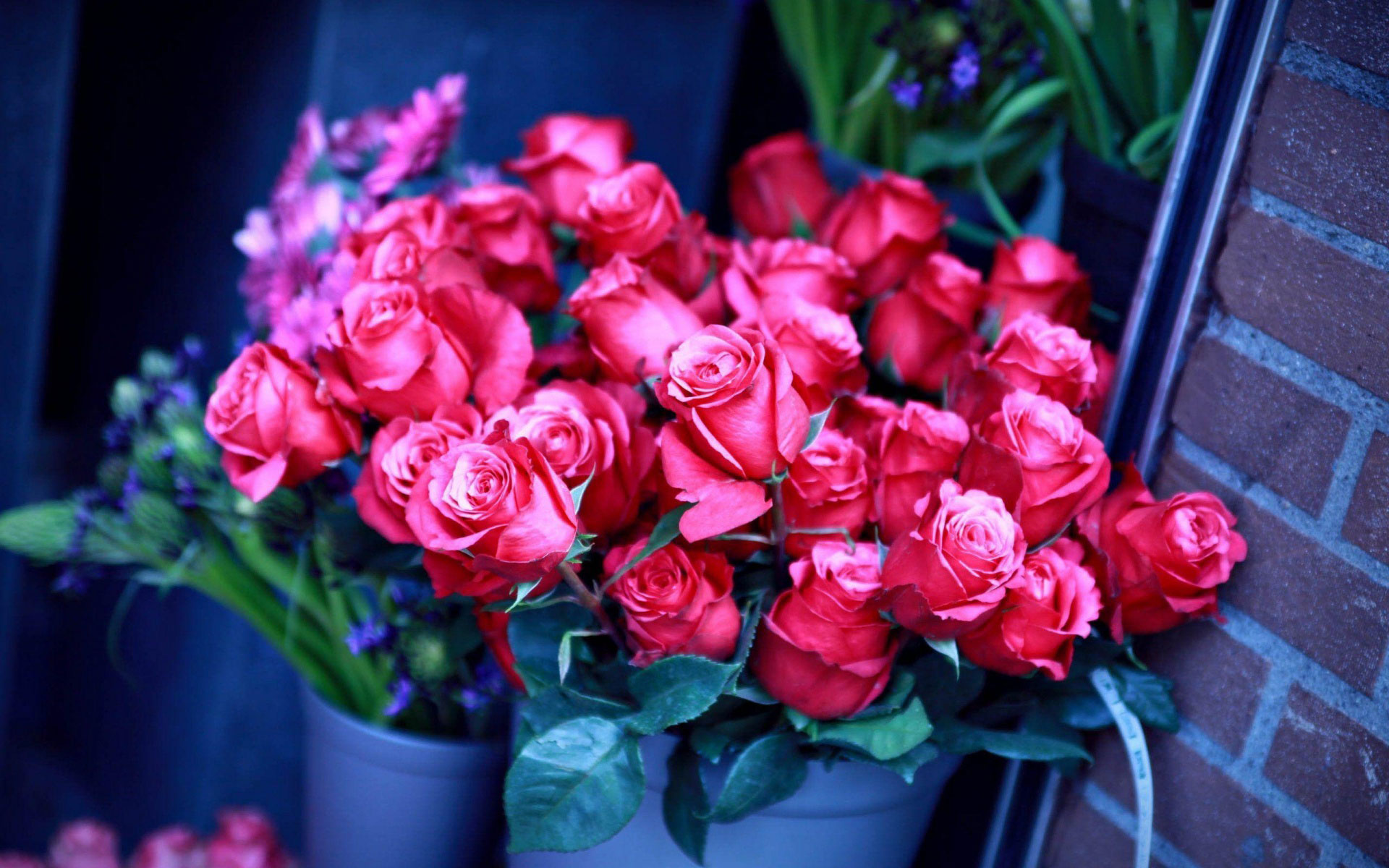 розы розовые фото букеты красивые на заставку