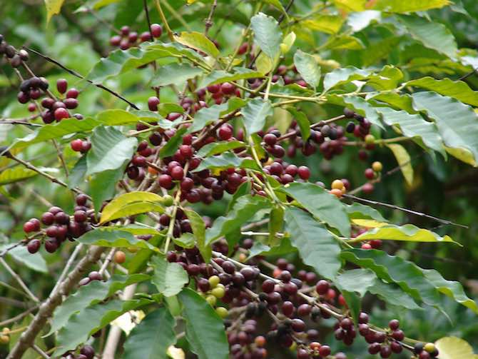 растение кофе арабика фото