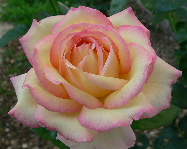 роза гигия фото описание