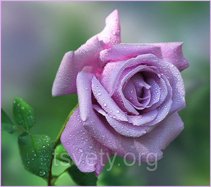 роза юрианда фото