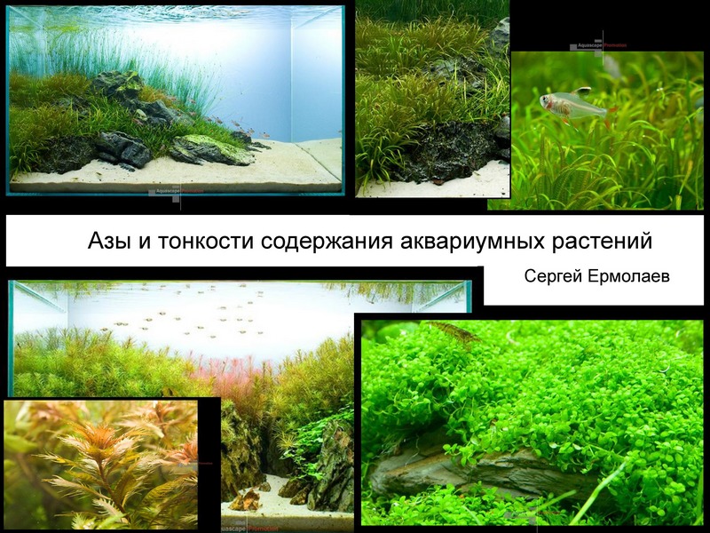 растения в аквариуме виды фото и названия
