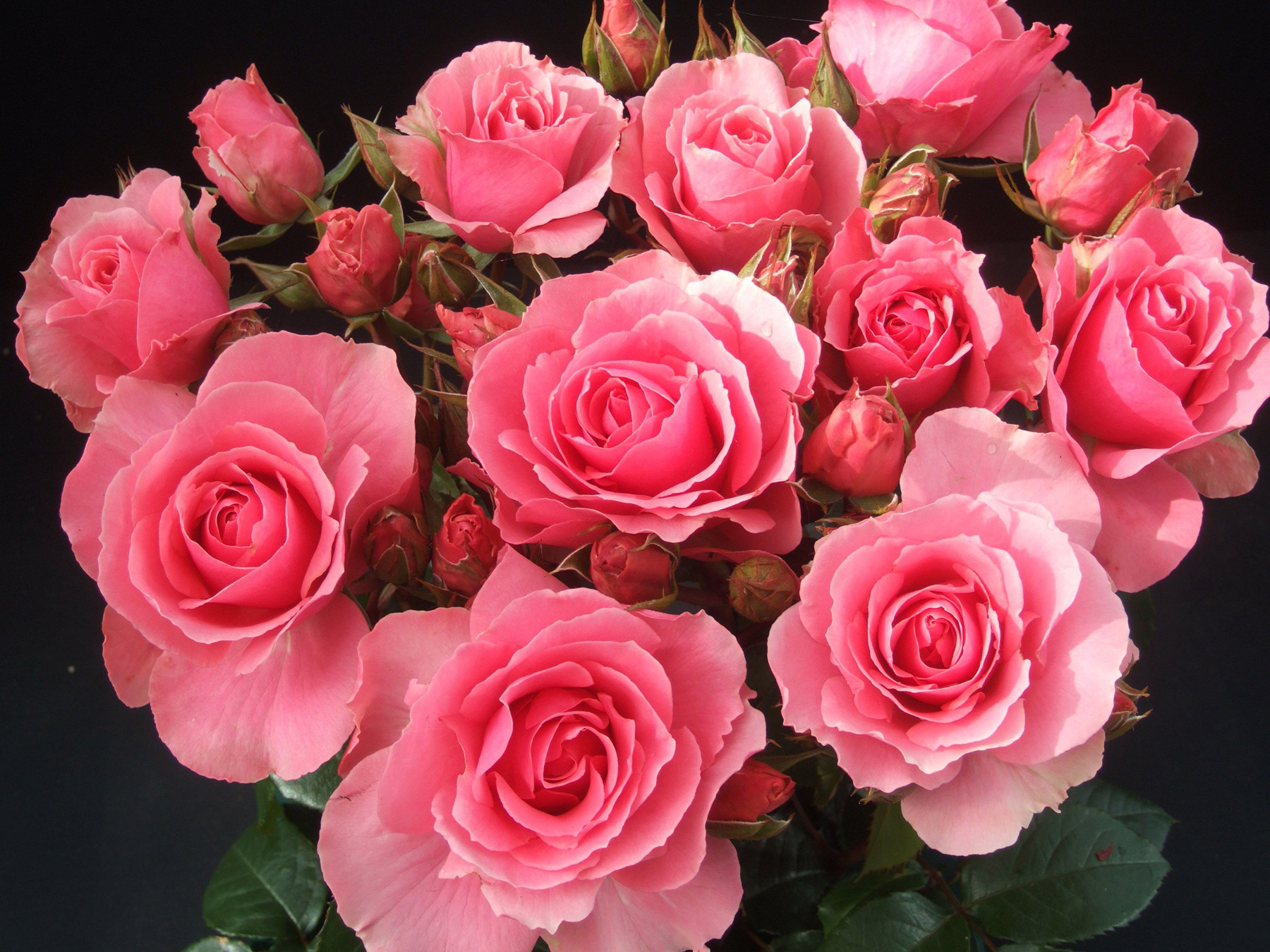розовые розы фото букеты красивые
