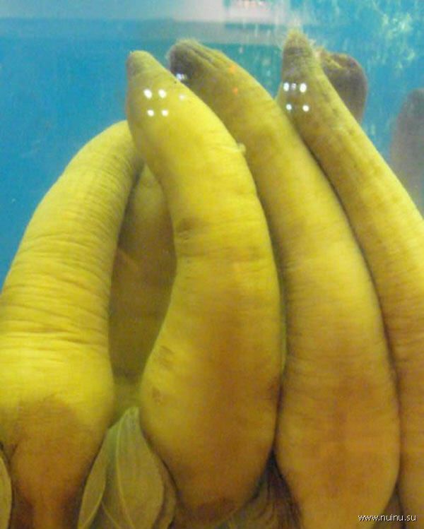 самый большой в мире моллюск фото