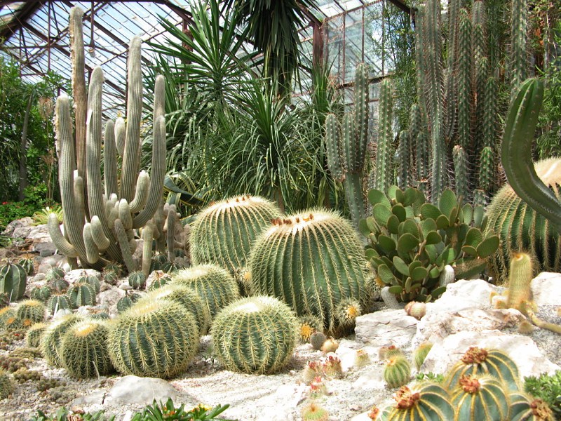 растения ботанического сада фото с названиями москва