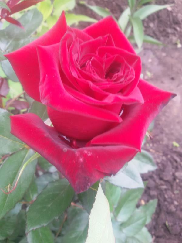 роза гигия фото описание