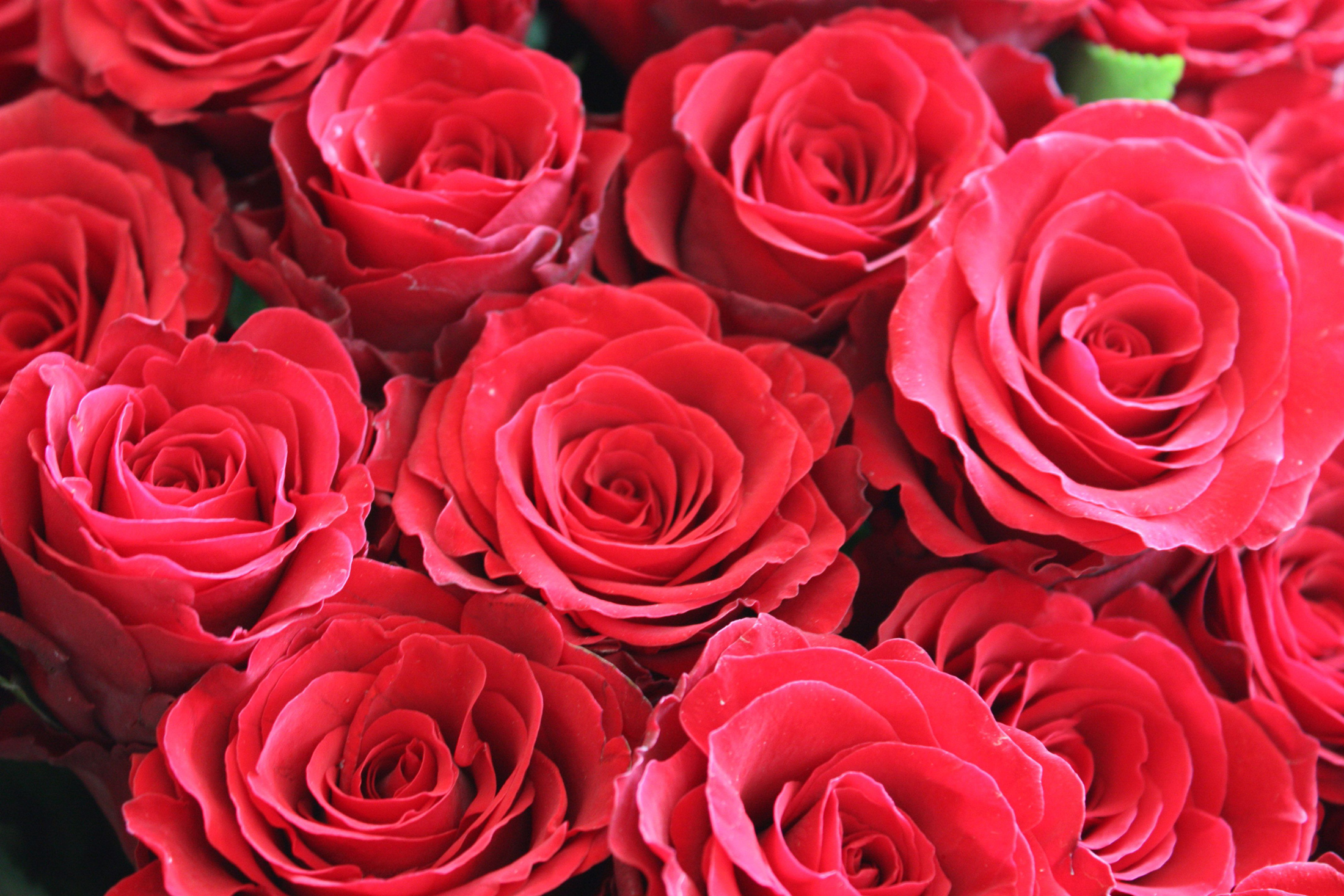 розы фото букеты красивые