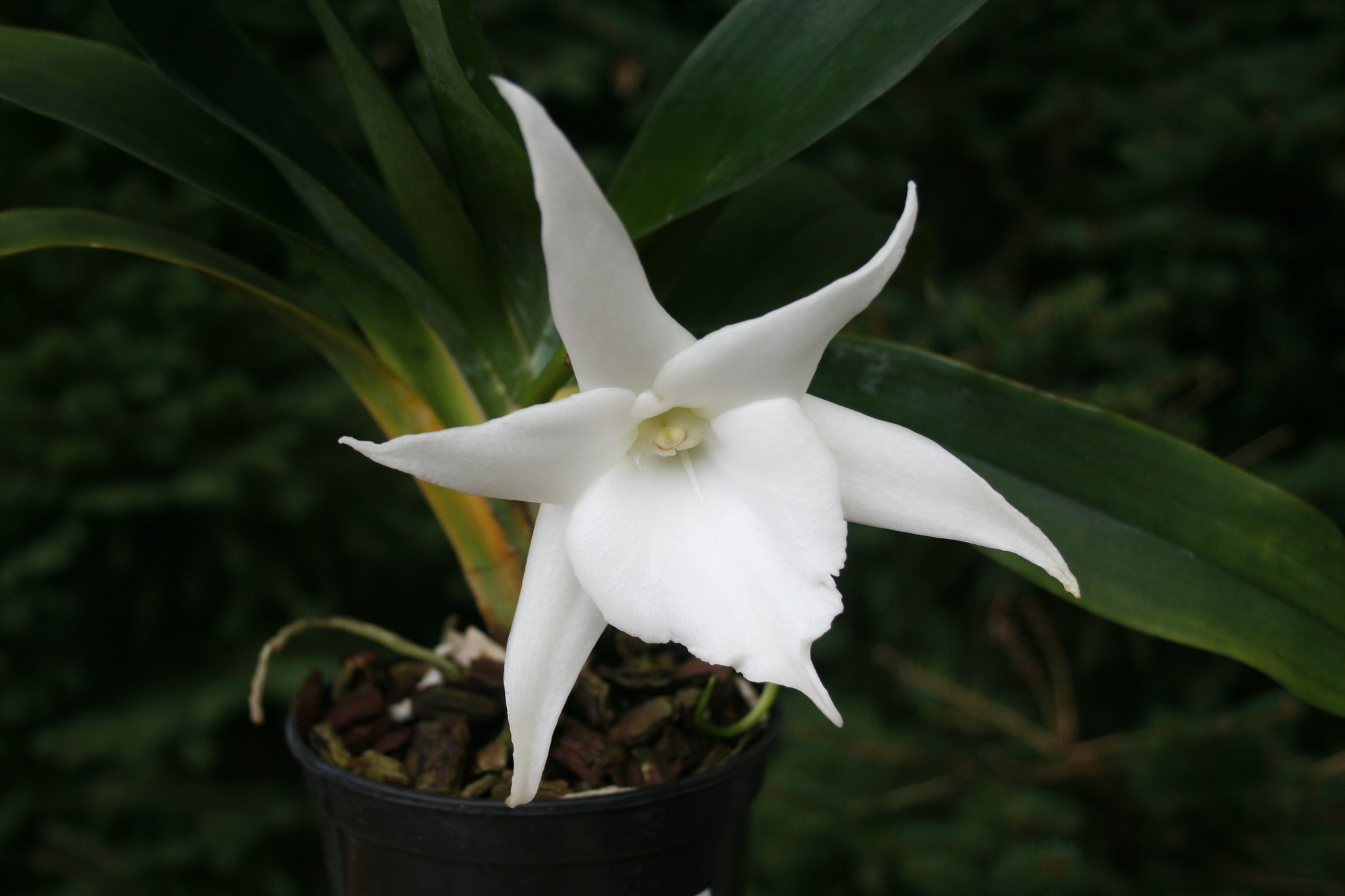 редкие виды орхидей фото и названия