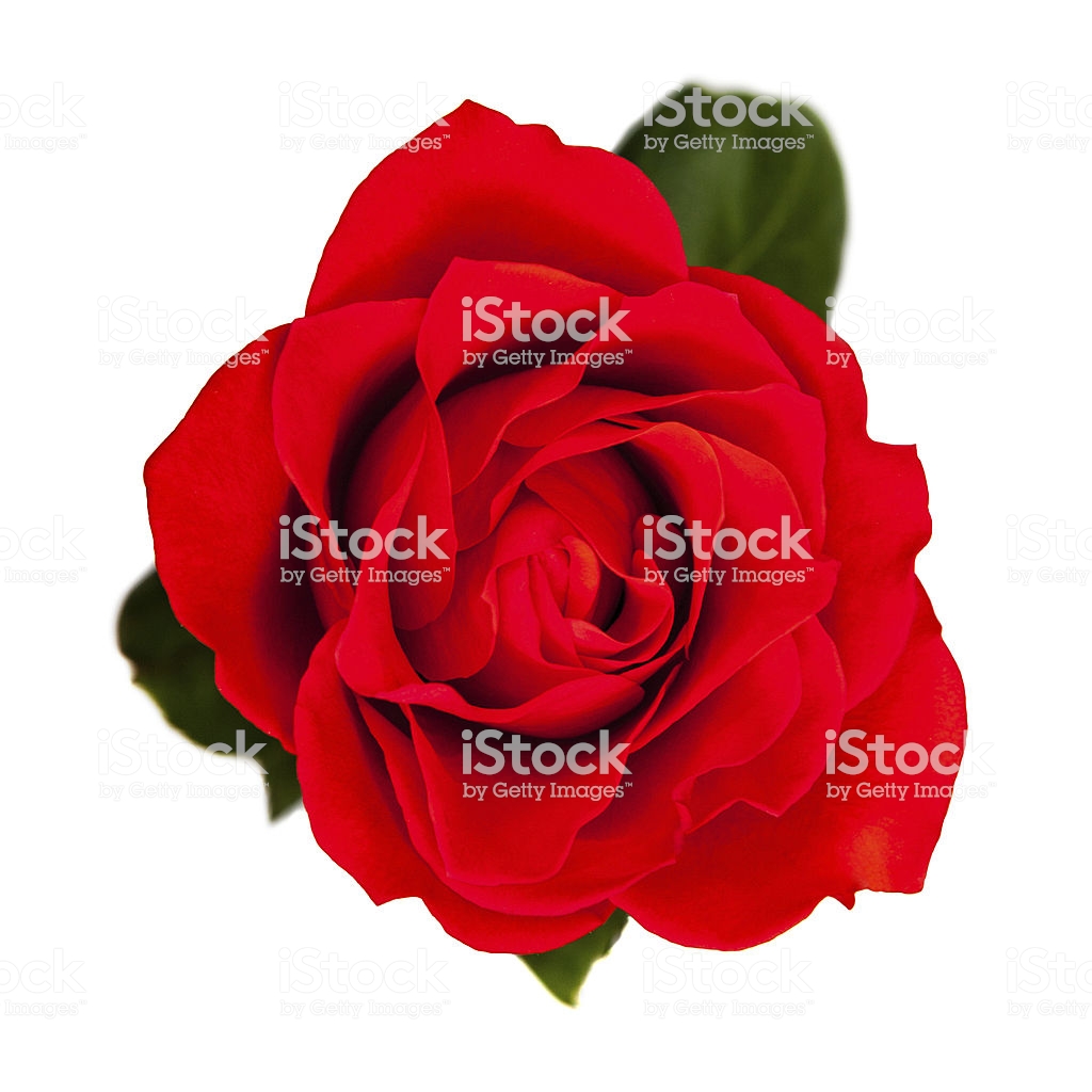 роза вид сверху фото