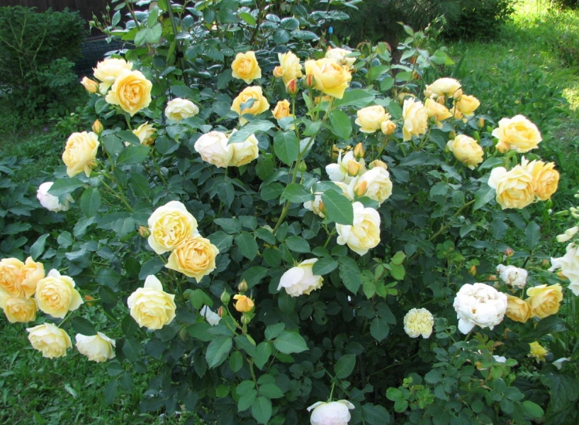 роза голден селебрейшен фото и описание