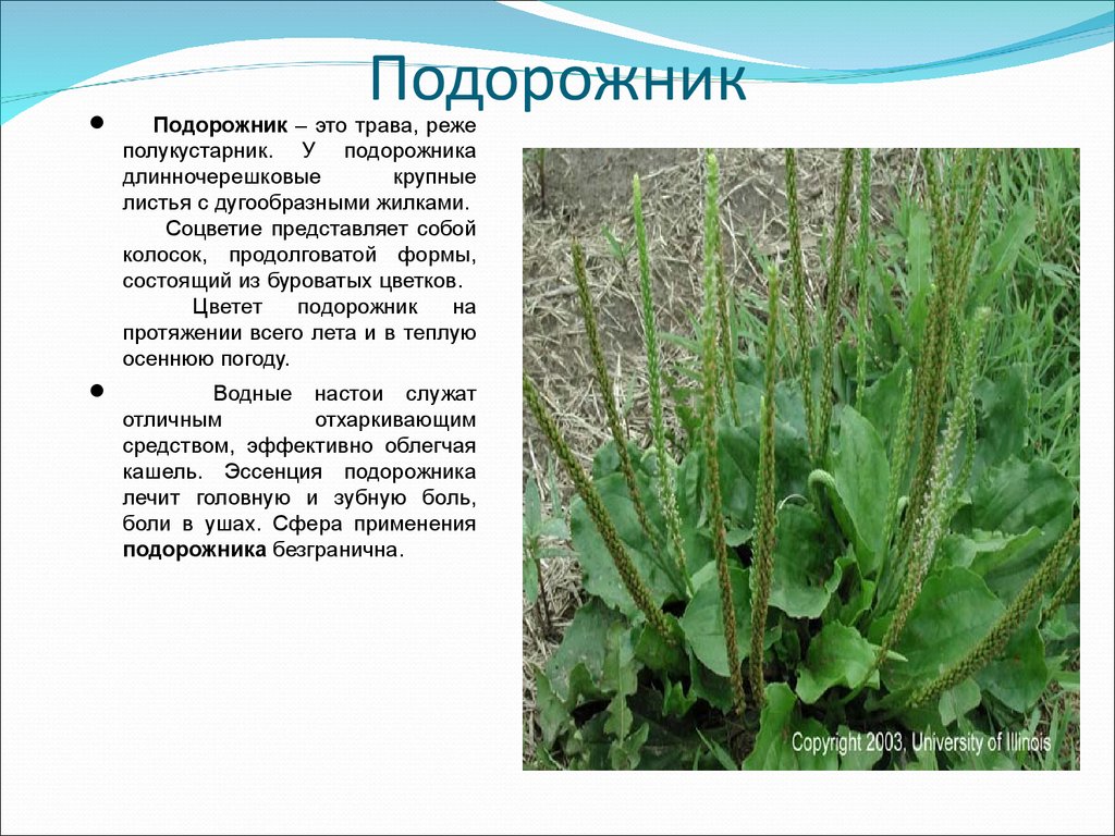 растения ленинградской области фото с названиями