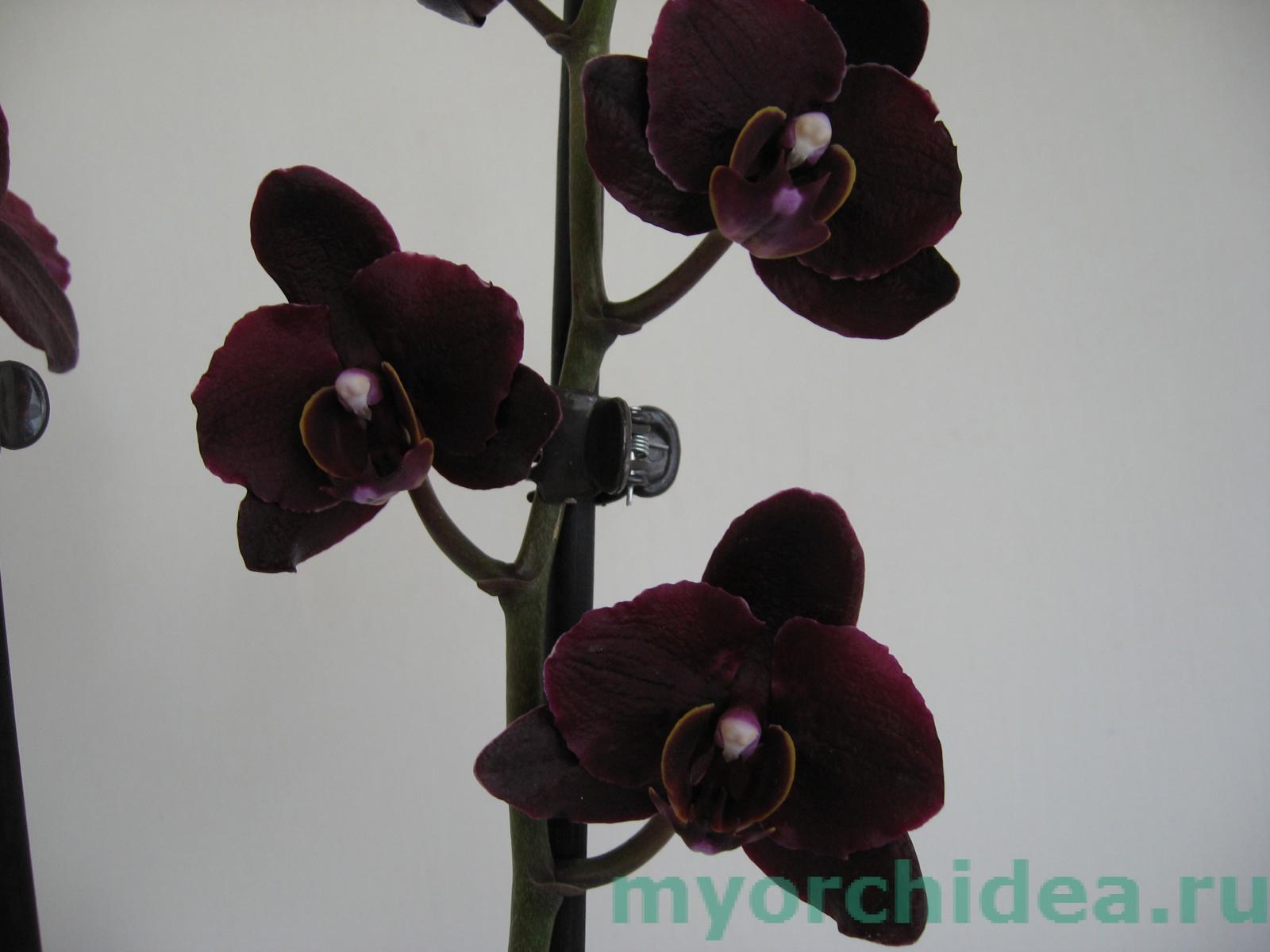 редкие виды орхидей фото и названия