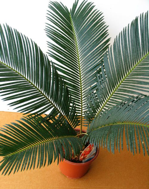 саговая пальма фото