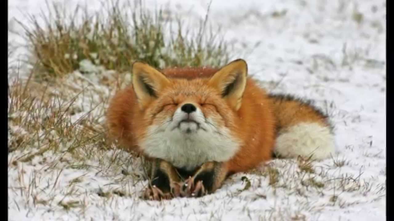 самые красивые лисы в мире фото