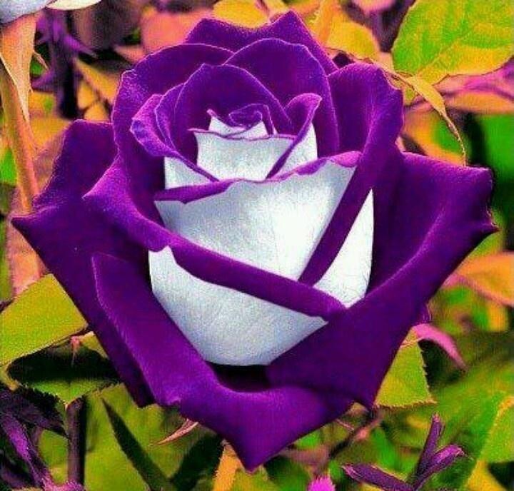 самые красивые розы фото