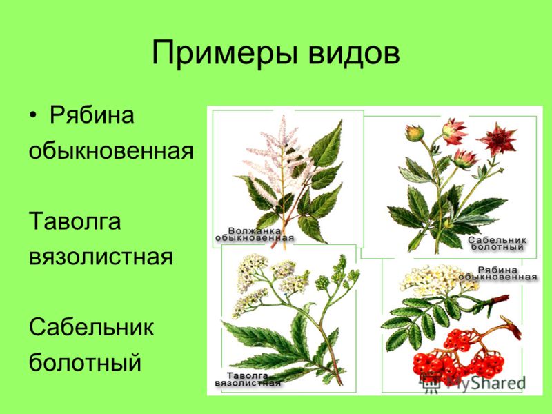 растения виды фото