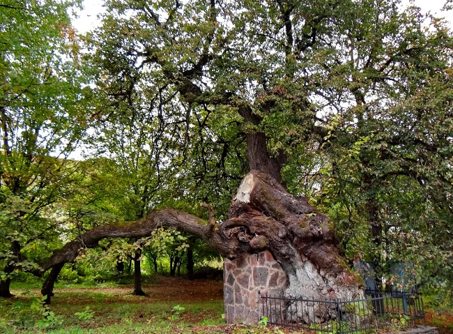 самые старые деревья в мире фото