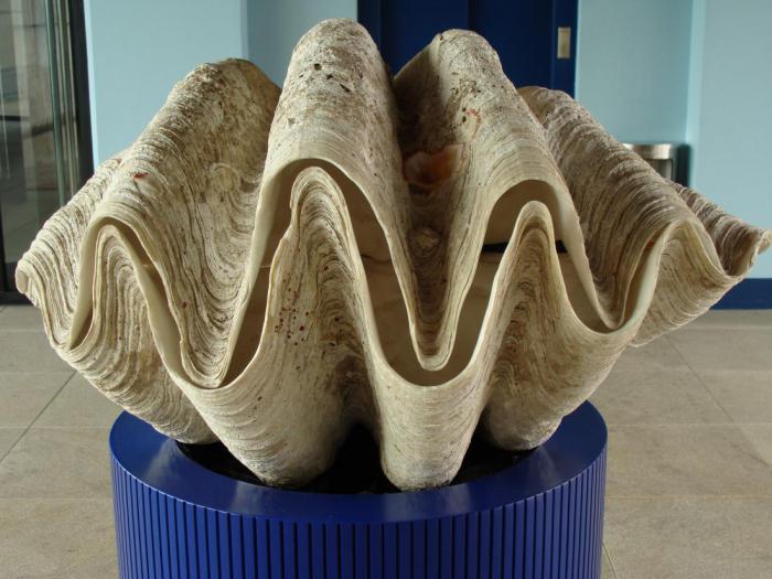 самый большой в мире моллюск фото
