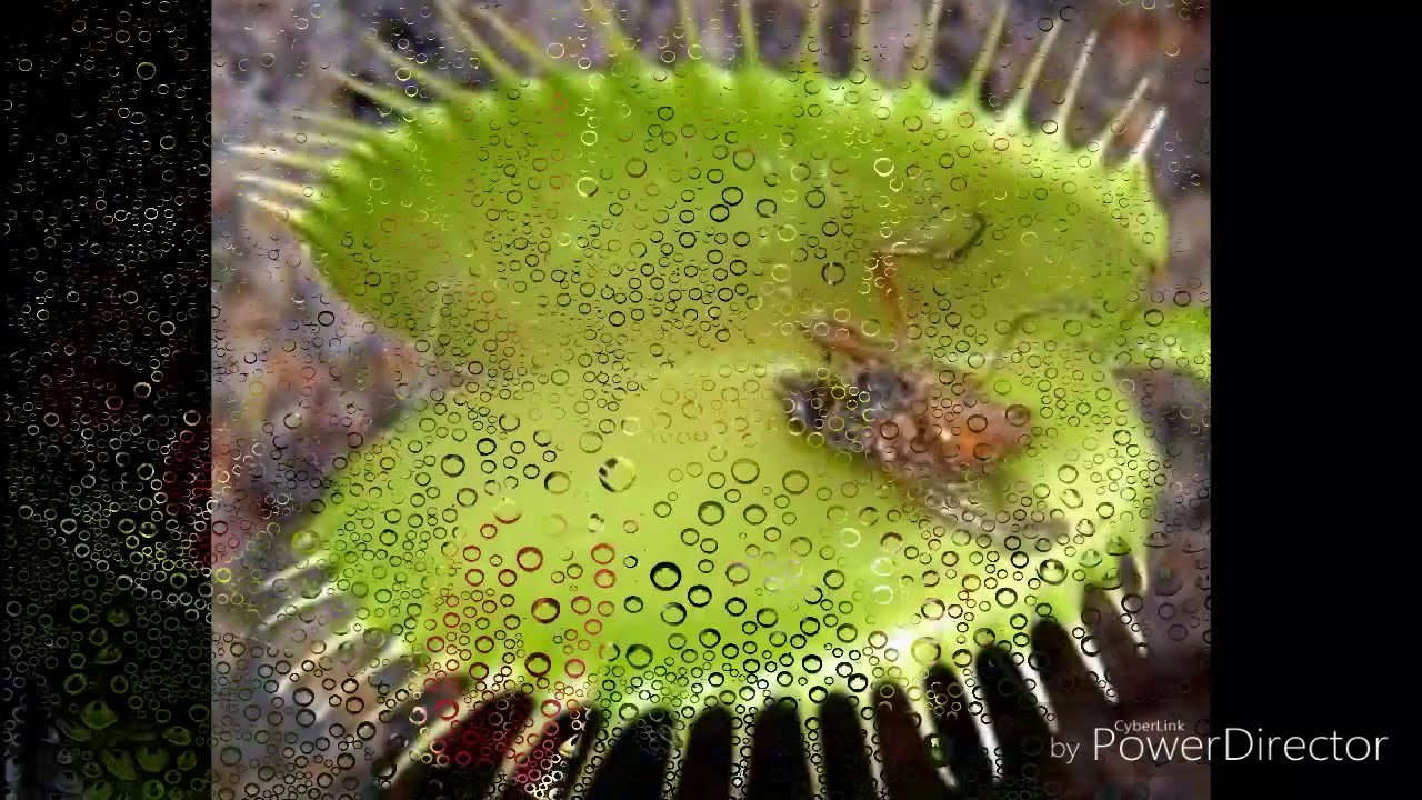 семена венериной мухоловки фото