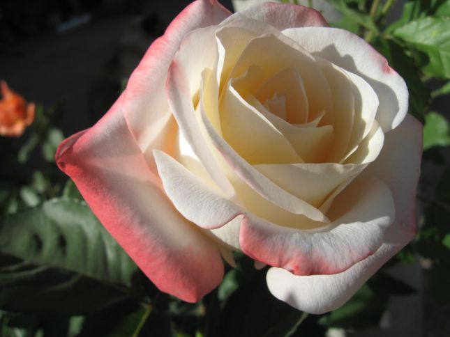 роза белла перла фото и описание