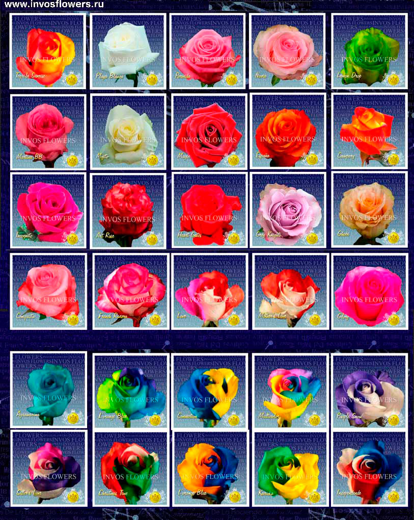 роза эквадор сорта фото