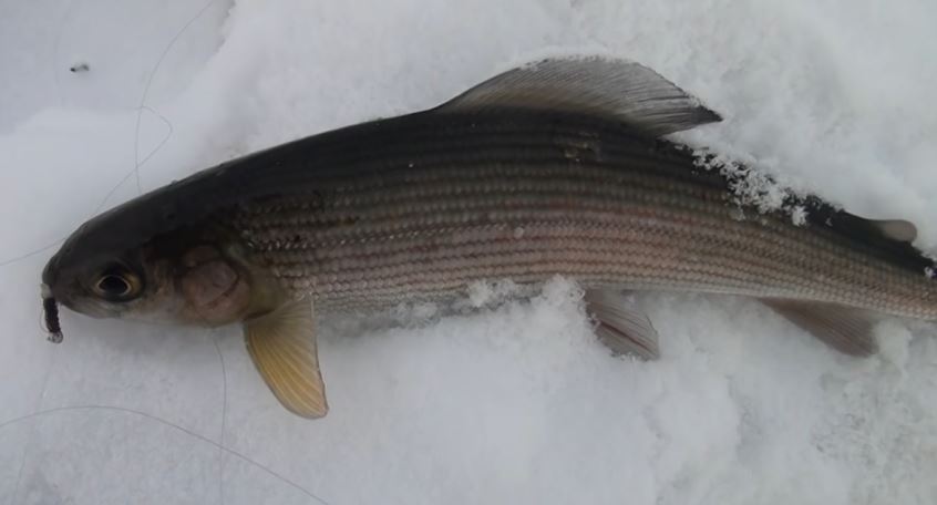 рыба зимой фото