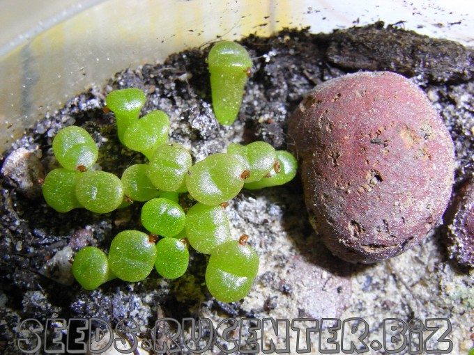 семена литопсов фото