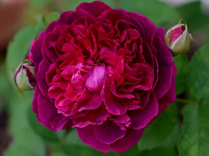роза шекспир фото и описание