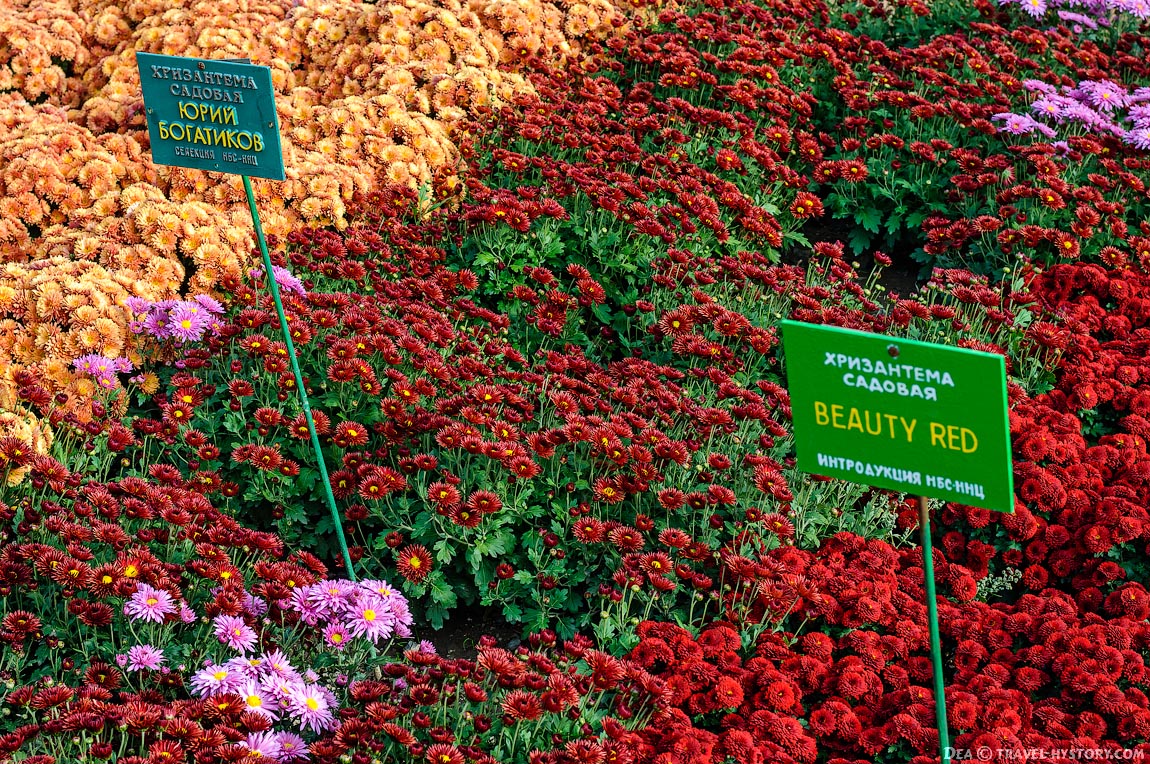 растения ботанического сада фото с названиями