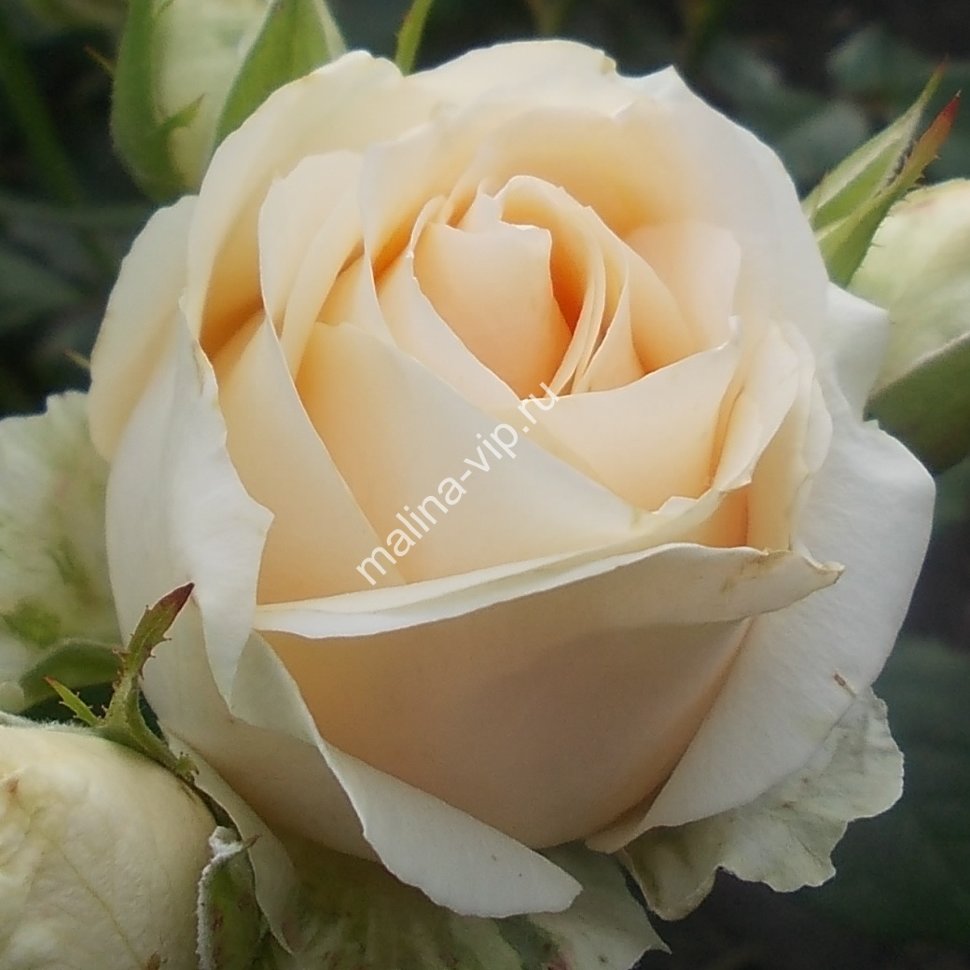 роза аннушка фото и описание