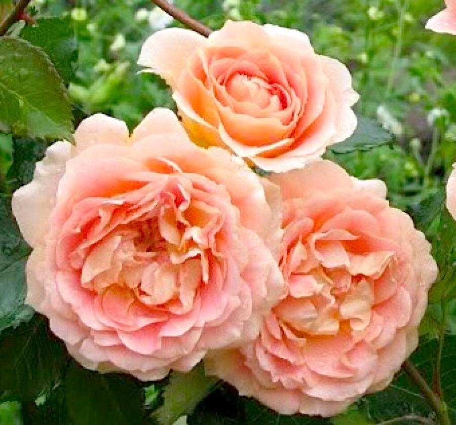 роза эвелин спрей описание и фото