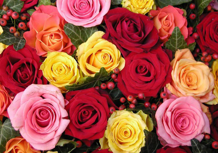 розы фото огромные яркие букеты