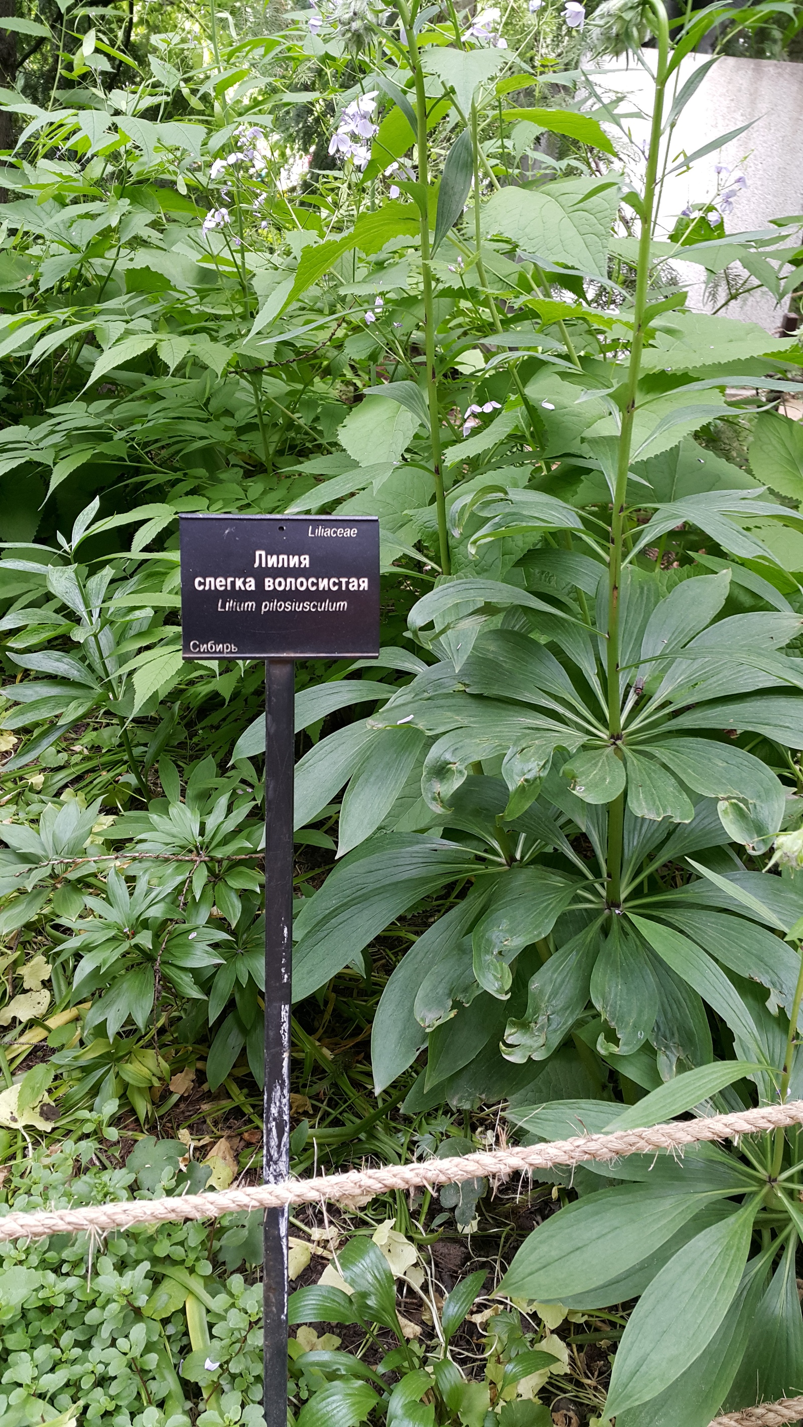 растения ботанического сада фото с названиями