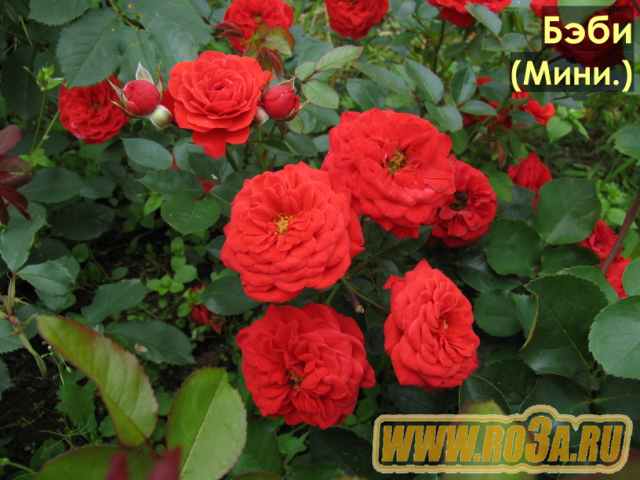 роза бигуди фото и описание