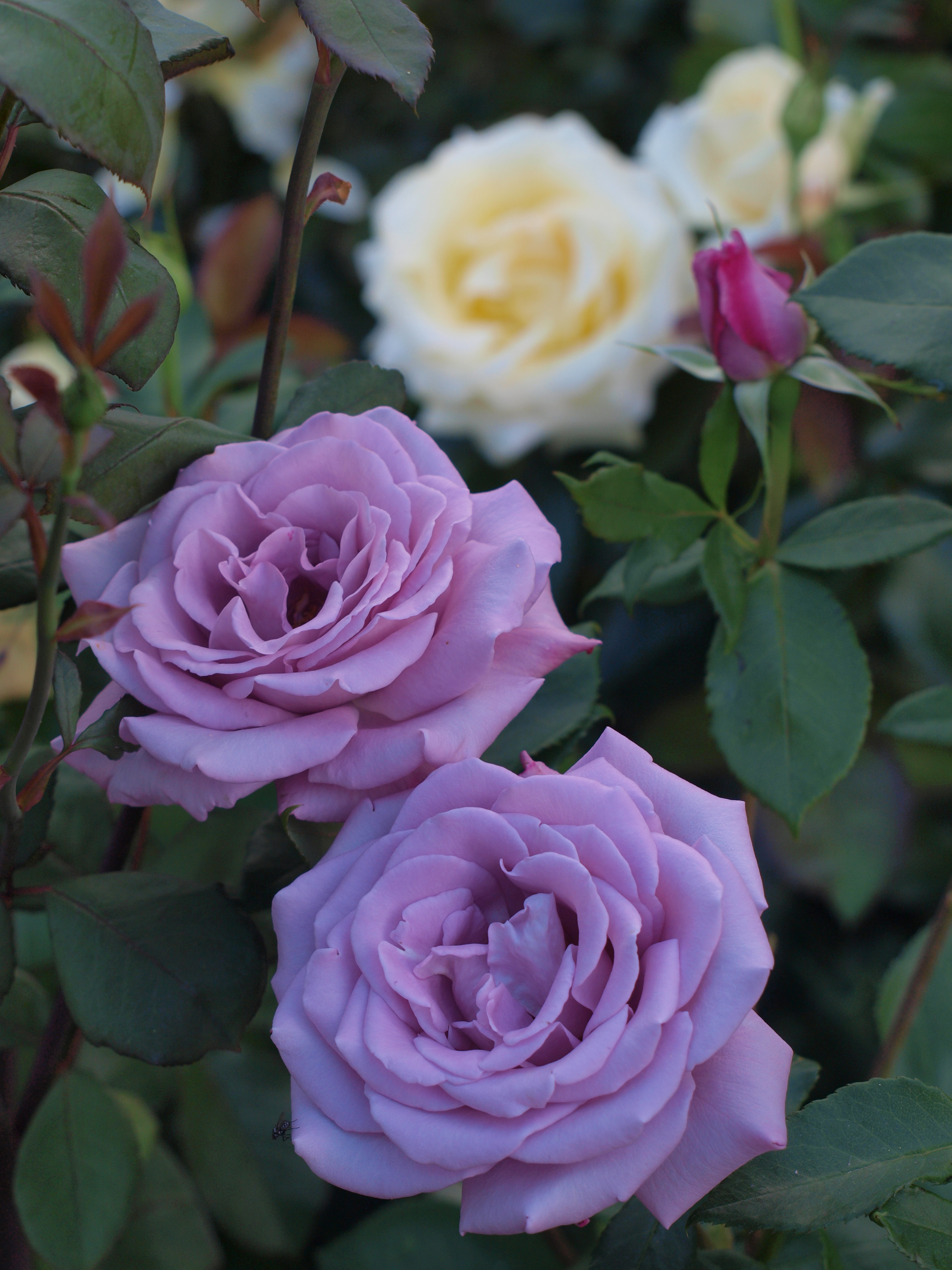 Роза чайно-гибридные Аманда