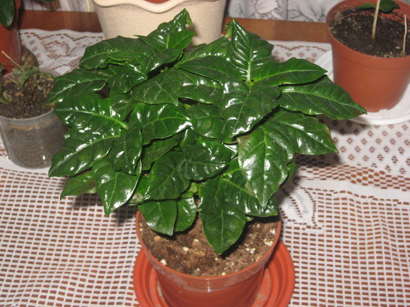 растение кофе арабика фото