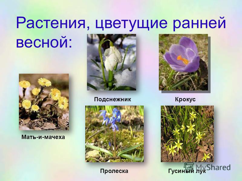 растения весной фото