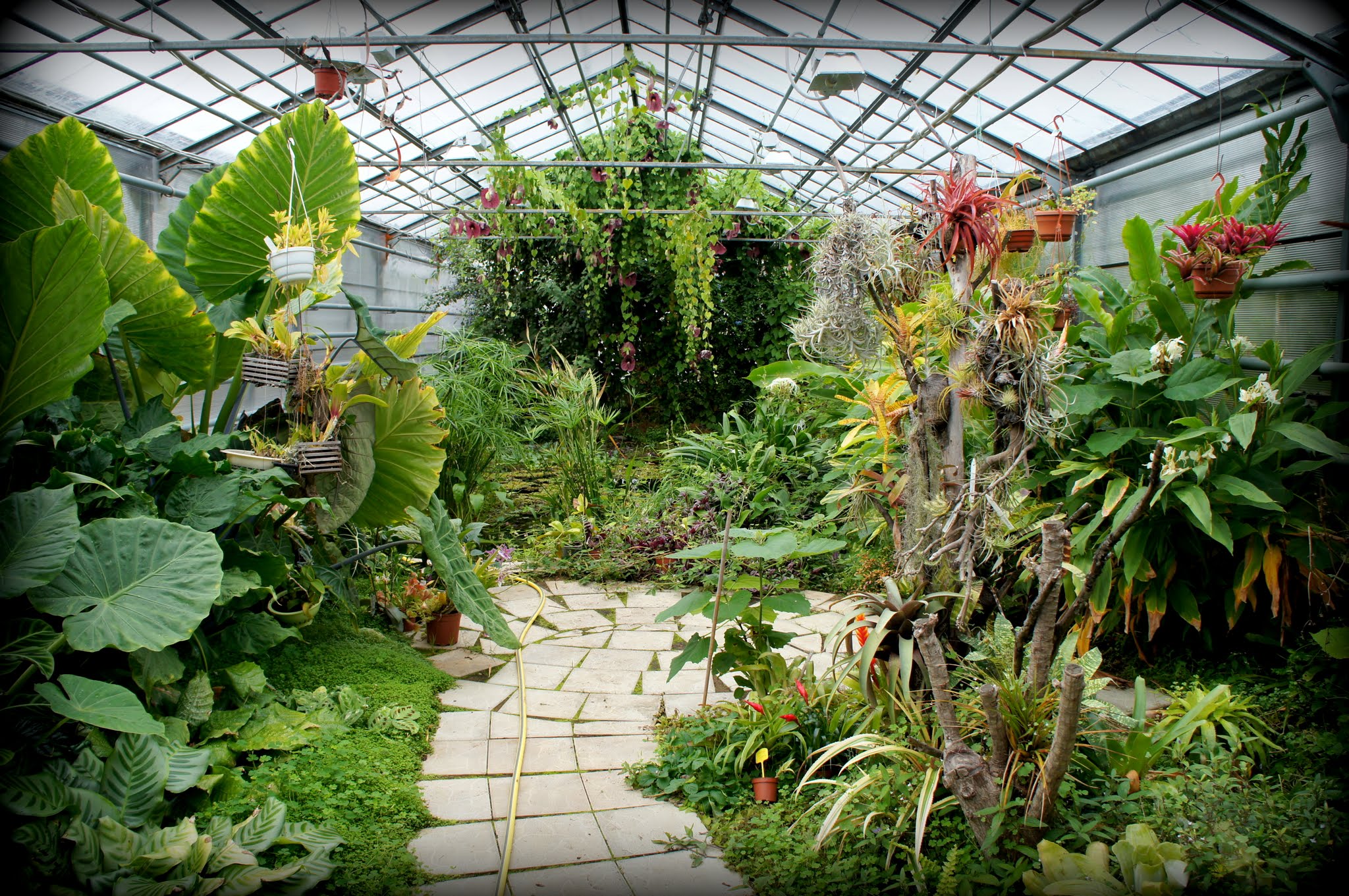 растения в ботаническом саду фото уфа