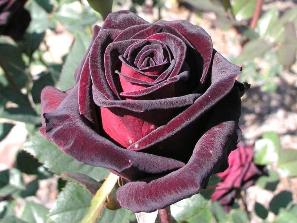 роза черная магия фото