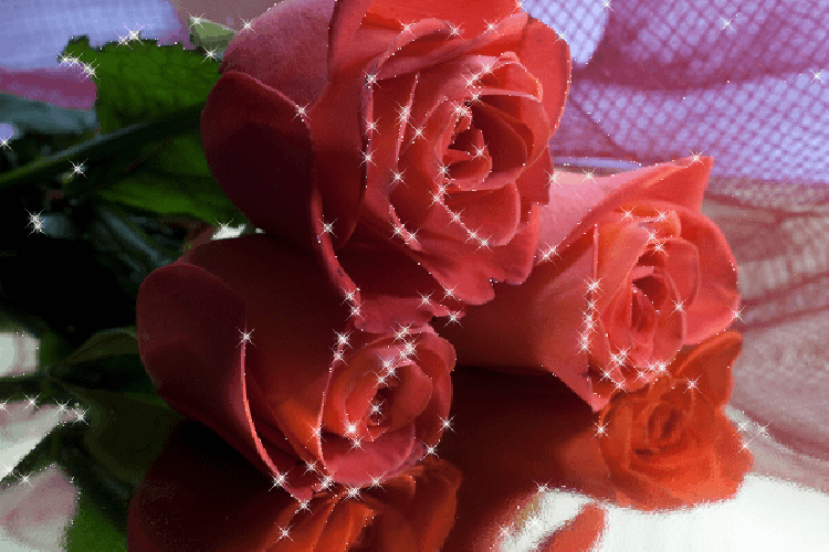 розы фото огромные яркие букеты блестяшки