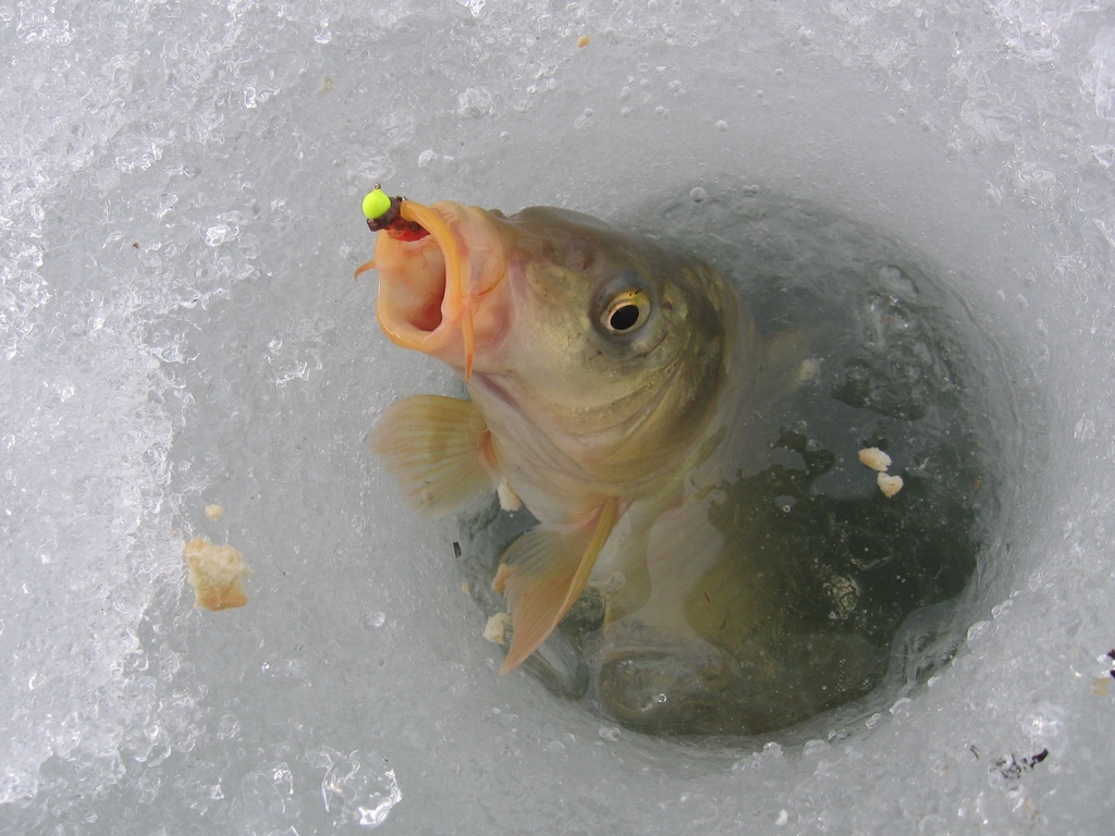 рыба зимой фото